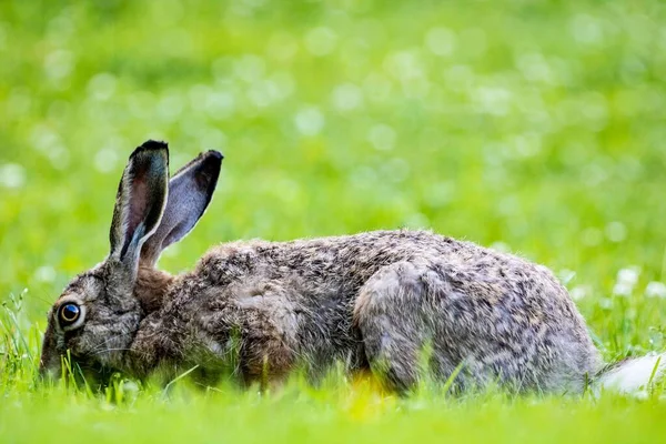 Coniglio Selvatico Campo Verde Sullo Sfondo Sfocato — Foto Stock