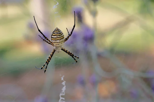 Närbild Argiope Amoena Ett Spindelnät — Stockfoto