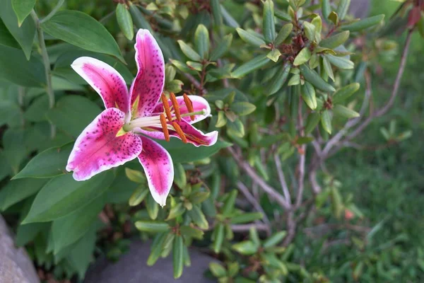 Macro Shot Lilium Speciosum Flower Blooming Greenery — Stock Photo, Image