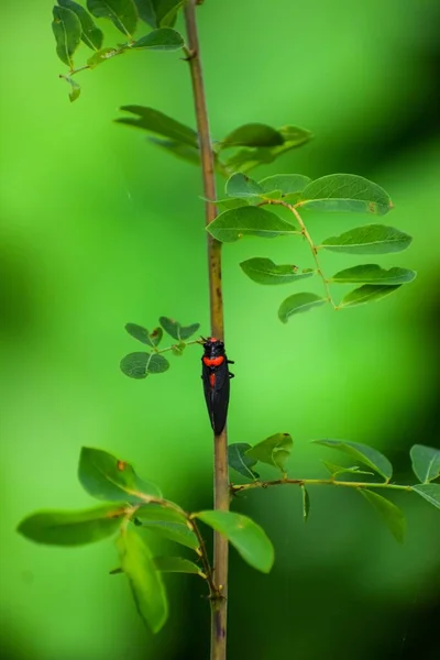 Вертикальный Снимок Стебля Растения Чёрной Красной Цикадой Huechys Phaenicura — стоковое фото