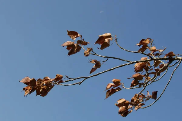 Ein Niedriger Winkel Der Trockenen Blätter Herbstlaub Auf Einem Ast — Stockfoto