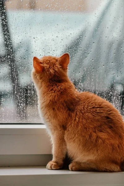 stock image A vertical back view of an orange cat staring outside of a window as it rains