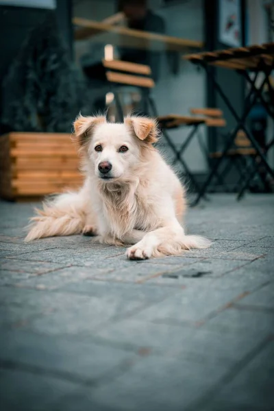 Pionowe Zbliżenie Kremowego Psa Ulicznego Koloru — Zdjęcie stockowe