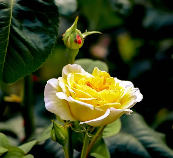 Closeup Yellow Rose Blurred Background — Stock Photo, Image