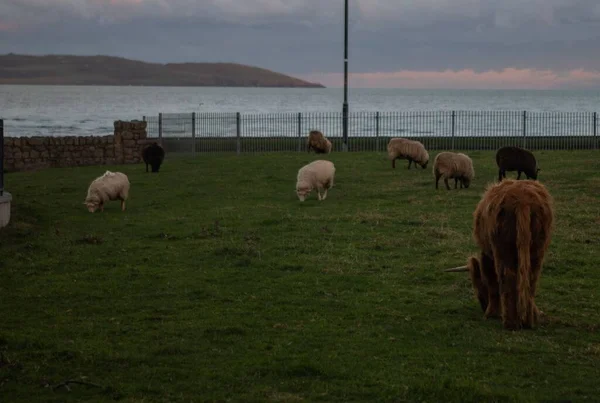 Vacas Pastando Feild Com Mar Ilha Lambay Fundo — Fotografia de Stock
