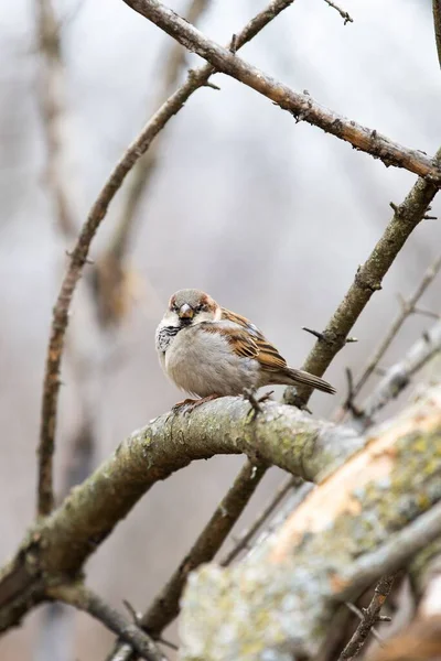 Colpo Verticale House Sparrow Seduto Ramo Sullo Sfondo Sfocato — Foto Stock