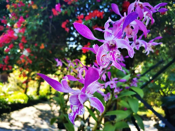 Primo Piano Delle Orchidee Rosa Della Roccia Contro Sfondo Sfocato — Foto Stock