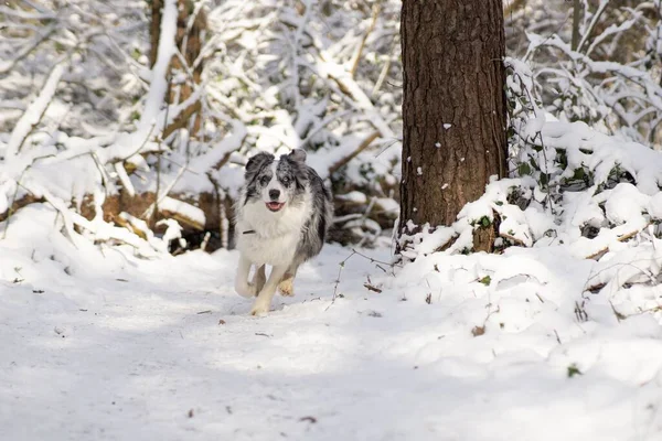 Lindo Perro Corriendo Sobre Nieve — Foto de Stock