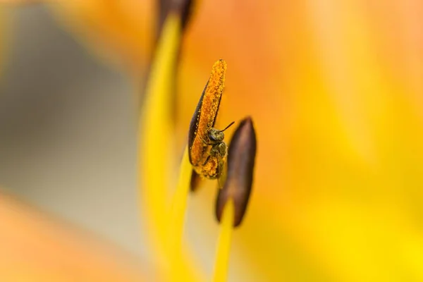 Plan Rapproché Une Abeille Recueillant Pollen Dans Pistil Lis Diurnes — Photo