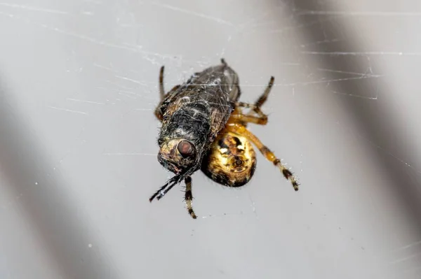 Makro Laukaus Araneus Hämähäkki Syö Kärpänen Sumea Tausta — kuvapankkivalokuva