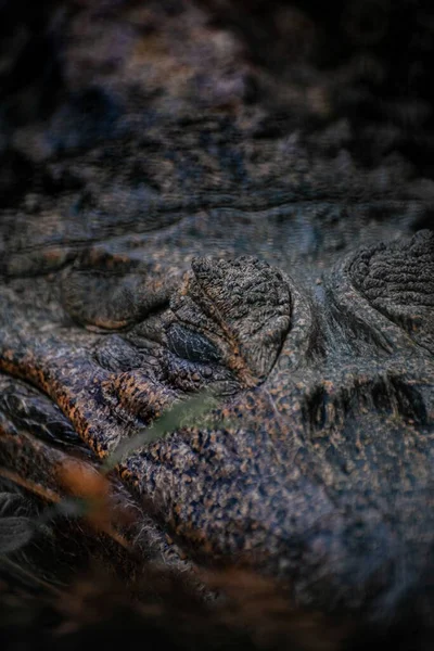 Een Verticaal Close Van Een Krokodil — Stockfoto