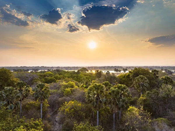 日落时满是棕榈树的森林的鸟瞰图 — 图库照片