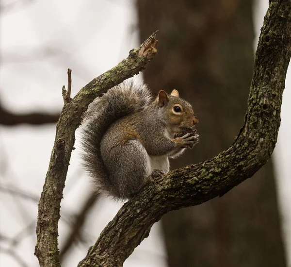 一只东方灰松鼠在树枝上吃核桃的特写镜头 背景模糊 — 图库照片