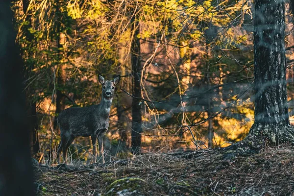 Cerf Debout Seul Dans Forêt Suédoise Regardant Vers Caméra — Photo