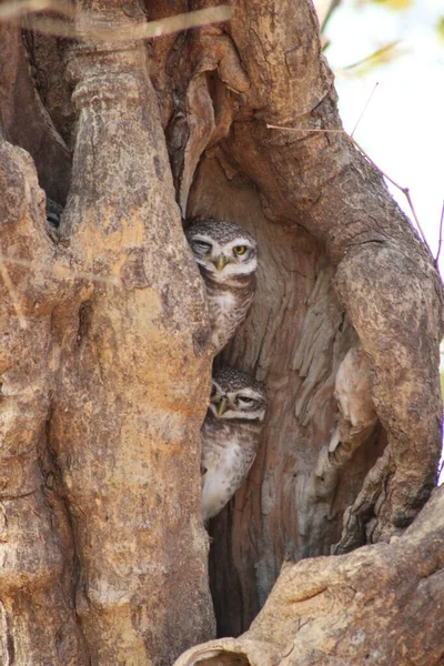 Bir Ağaç Oyuğundan Kameraya Bakan Iki Baykuşun Dikey Görüntüsü — Stok fotoğraf