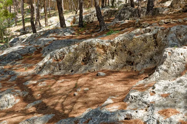 Sendero Medio Bosque Con Rocas Árboles — Foto de Stock