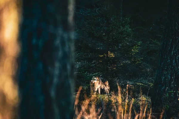 Маленький Олень Спійманий Стовбуром Пошуках Їжі Шведському Лісі — стокове фото