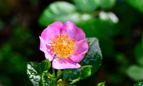 Obraz Pojedynczej Róży Rosy Simon Robinson — Zdjęcie stockowe