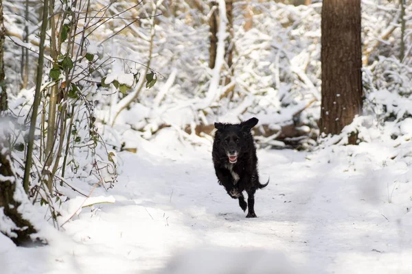 Симпатичная Собака Бежит Снегу — стоковое фото