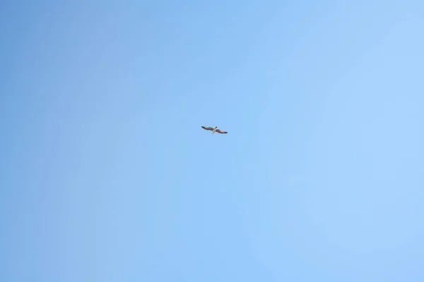 Mewa Latająca Samotnie Błękitnym Niebem — Zdjęcie stockowe