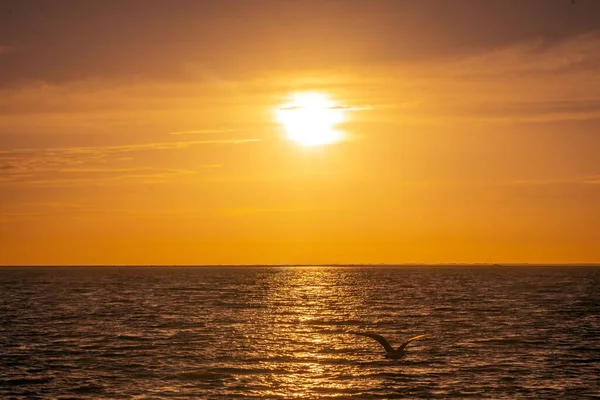 Hipnotyzujący Widok Zachodu Słońca Niebo Nad Morzem Mewą Latającą Nad — Zdjęcie stockowe