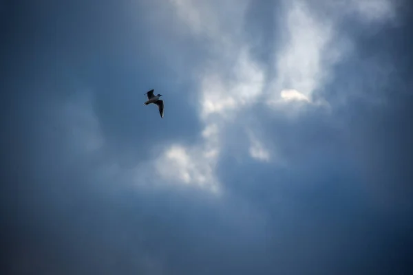 暗い青い空を飛ぶカモメの低角度ショット — ストック写真