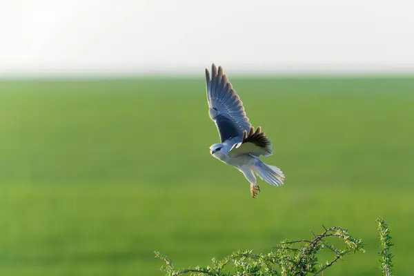 Yeşil Alanda Uçan Siyah Kanatlı Bir Uçurtma — Stok fotoğraf