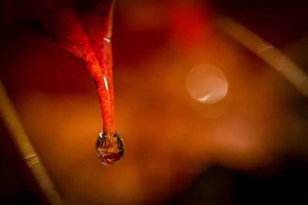 Lone Water Droplet Hangs Tip Fall Leaf Ohio — Stock Photo, Image