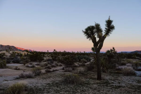 Красивый Пейзаж Джошуа Три Лучами Солнца Калифорнии Сша — стоковое фото