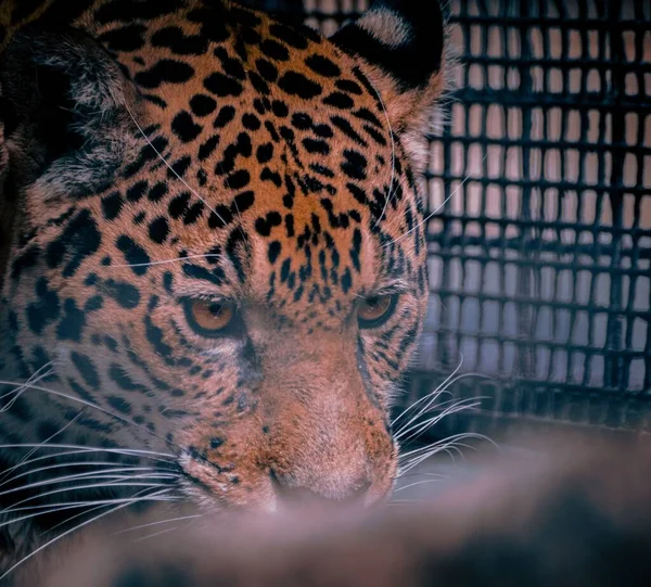 Крупный План Величественного Леопарда Зоопарке — стоковое фото