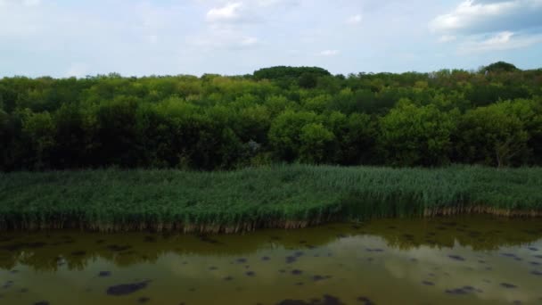湖面上一片静谧的湖面 水边有海藻繁茂 绿树成荫 — 图库视频影像