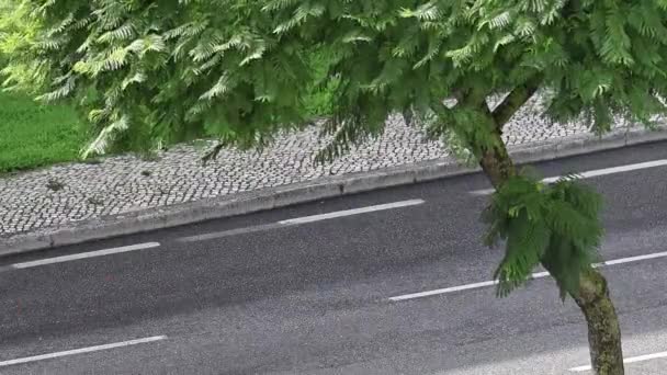 Uma Rua Com Carros Passando Por Uma Árvore — Vídeo de Stock