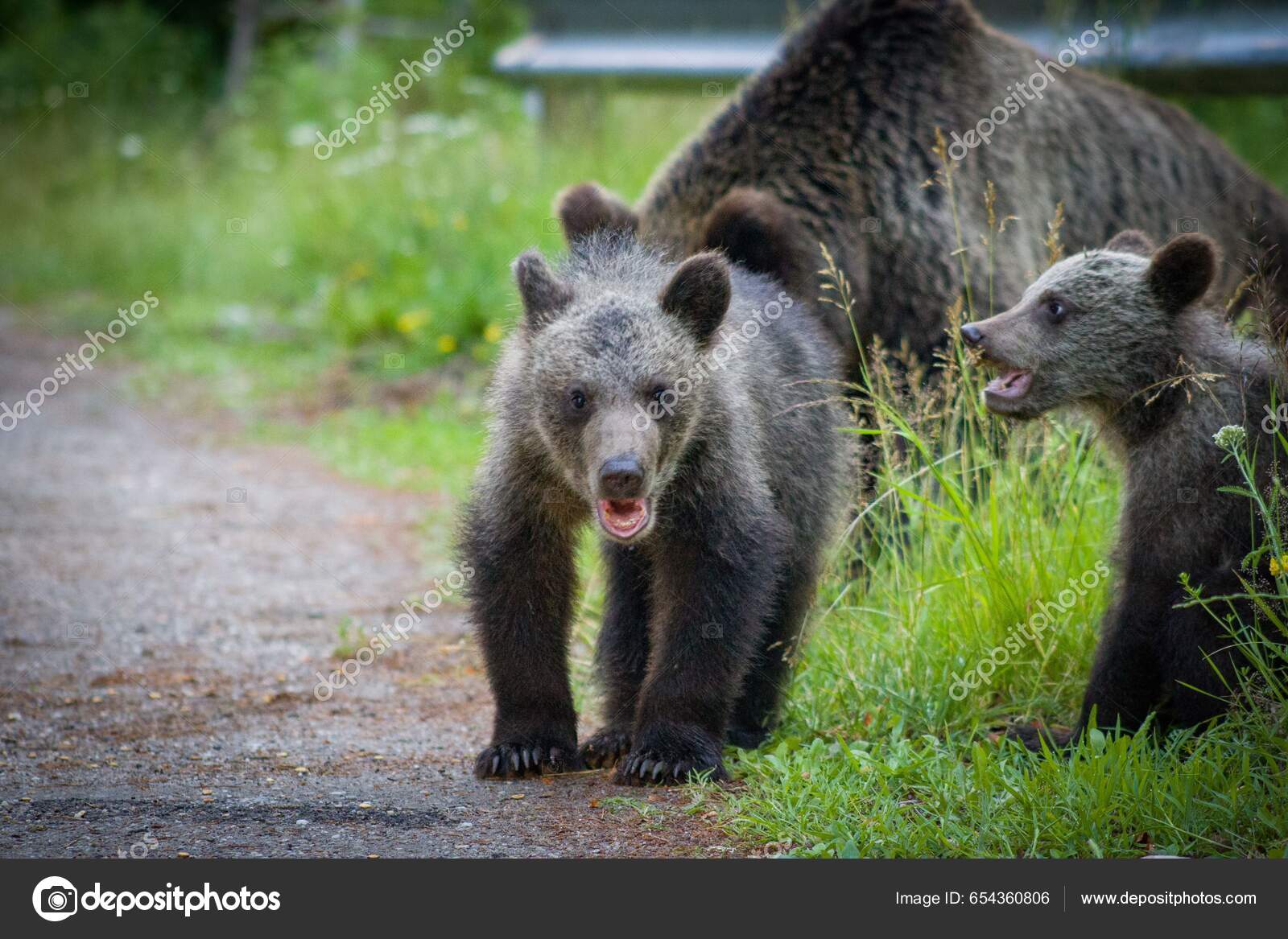 아기를 데리고 그리즐리 — 스톡 사진 © wirestock_creators #654360806, image size:1600x1167