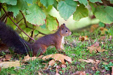 Güneşli bir günde, ormanda çimen tarlasında bir kızıl sincabın yakın plan fotoğrafı.