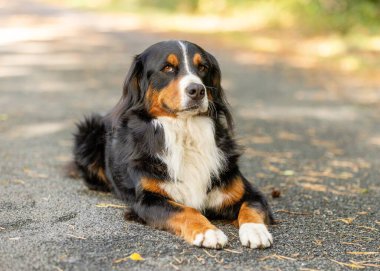 Bernese Dağ Köpeği 'nin parkta çekilmiş yakın çekimi.