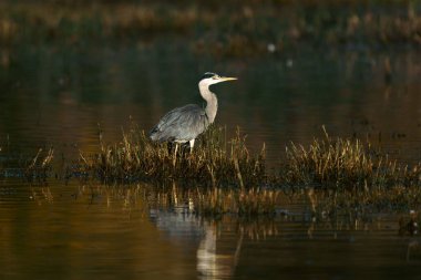 Güneş doğarken çimenli, yansıtıcı su üzerinde güzel bir gri balıkçıl manzarası.