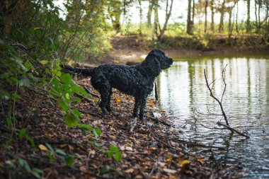 Gölün kenarındaki parkta siyah bir Avustralya çoban köpeği.
