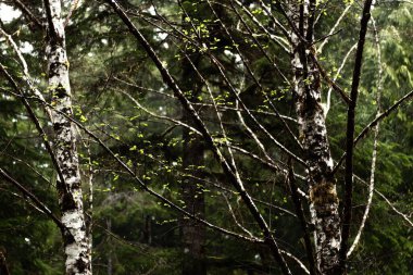 Olimpiyat Ulusal Parkı, WA, ABD 'deki yağmur ormanlarındaki yosun ağaçları