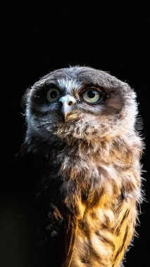 Güzel bir baykuşun dikey görüntüsü siyah bir arkaplana bakıyor.