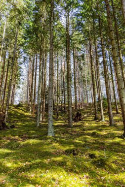 Güzel bir ormandaki yüksek yeşil ağaçların manzaralı dikey görüntüsü.