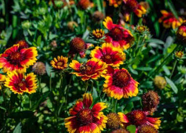 Güneşli bir günde Hindistan battaniye çiçeğinin üzerindeki arıya yakın çekim