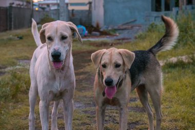 Yürüyüş yolunda iki mutlu köpeğin yakın çekim görüntüsü.