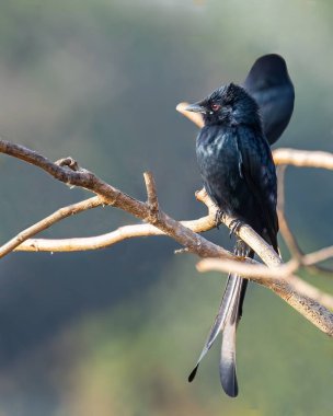 Parktaki bir ağaç dalında oturan siyah drongo kuşunun dikey yakın çekimi.