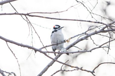 Tüylü bir ağaçkakan arka planda bulanık bir dalda oturuyor