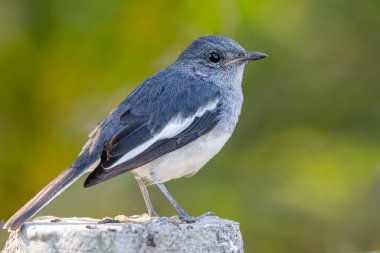 Doğu Saksağanı 'nın bir sütununda bulanık arka planda oturan genç bir fotoğrafı.