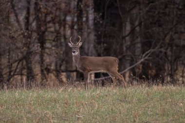 Bulanık bir geçmişi olan bir ormanda Kolombiyalı beyaz kuyruklu bir geyiğe yakın çekim.