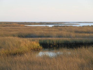 Çayırdaki bataklıkların manzarası