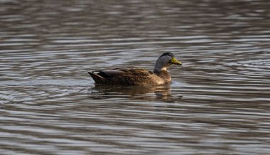 A mallard duck (Anas platyrhynchos) swimming in the water