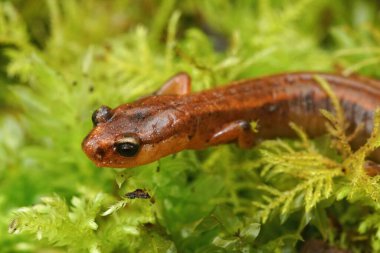 Nesli tükenmekte olan Van Dyk 'in semenderi Plethodon Vandykei' nin yeşil yosunlarda oturduğu doğal yakın plan.