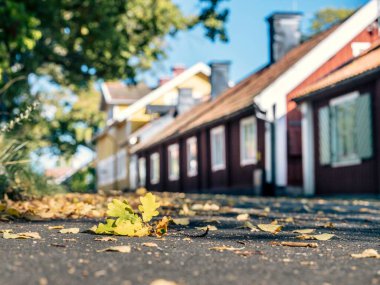 Gündüz vakti sokağın sonbahar yapraklarının seçici odak noktası.